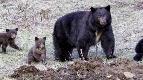 Thumbnail for EM_10_01_03_01_04