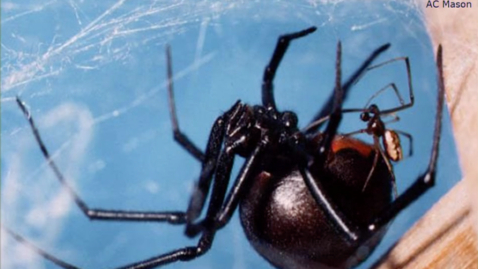 Thumbnail for NRESi/IWAU joint special colloquium: Through the widow's web: How unusual mating behaviour untangles plasticity. Dr. Maydianne Andrade, University of Toronto