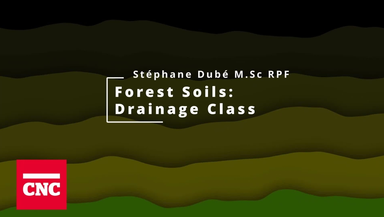 Forest Soils 6: Drainage Class