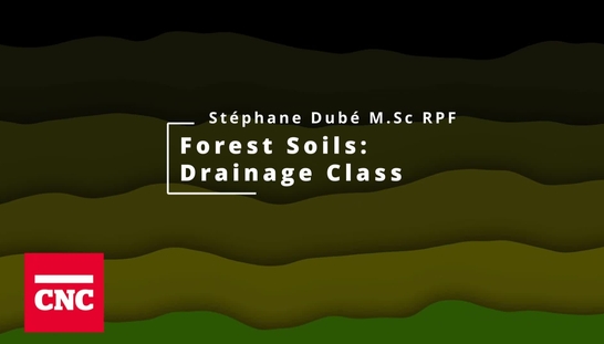 Forest Soils 6: Drainage Class