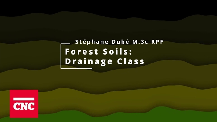Forest Soils 6: Drainage Class